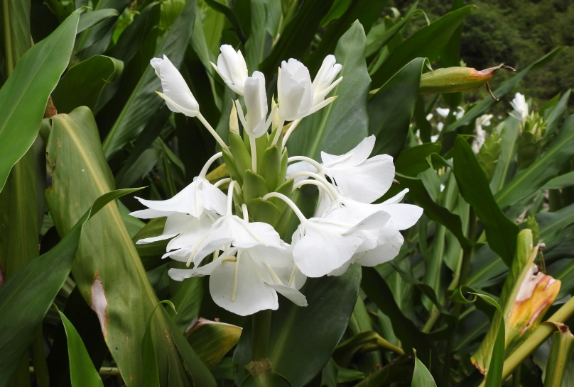 野薑花食用 野薑花食用