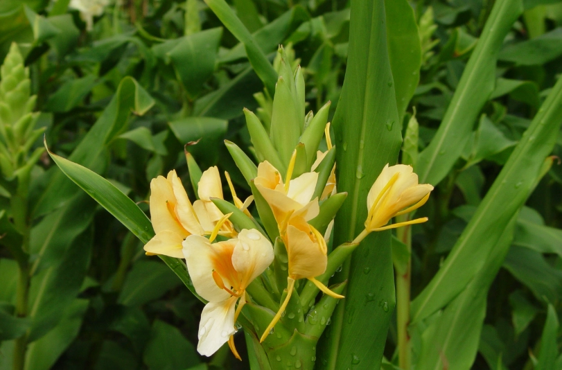野薑花食用 野薑花食用