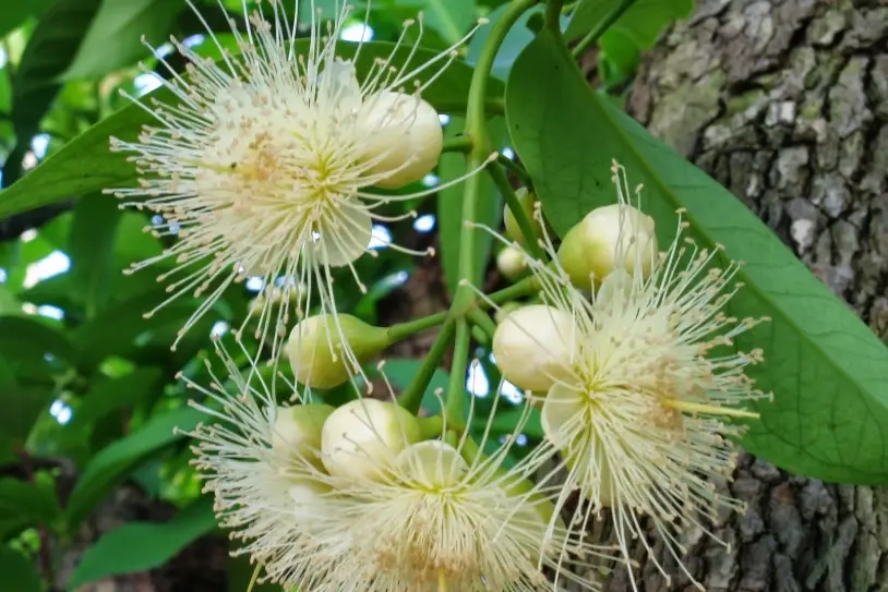蓮霧花開不好？老手這樣調：催花、環刻到著果的實戰筆記
