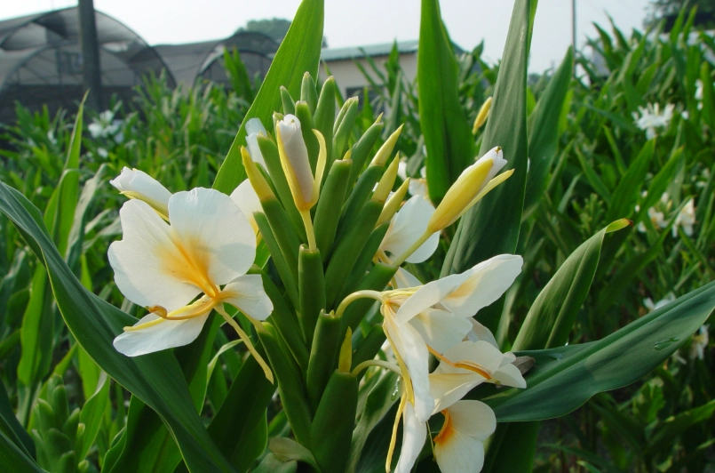 野薑花根莖 野薑花根莖