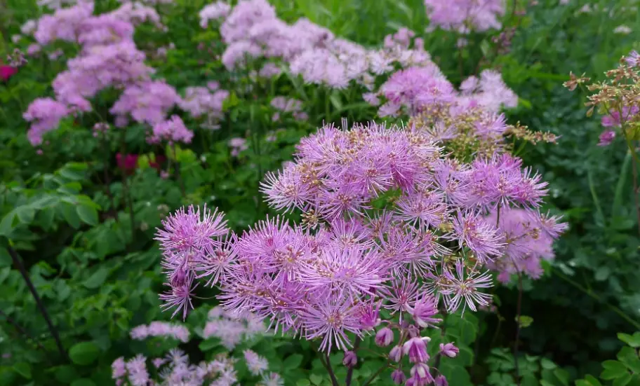 紫色花種植