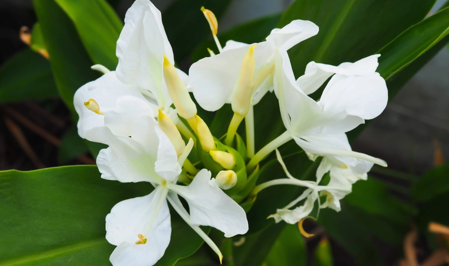 野薑花根莖 野薑花根莖