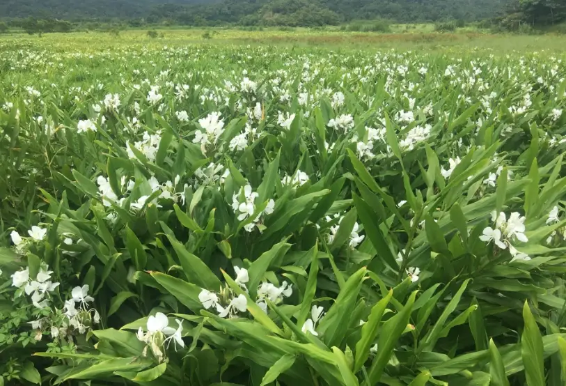 野薑花功效解析：根莖藥用、花朵食用與種植應用