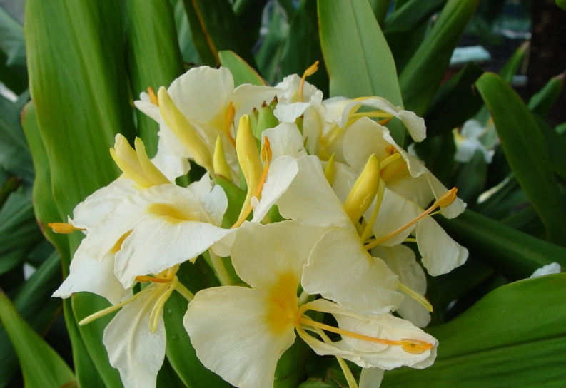 野薑花食用 野薑花食用