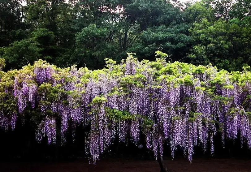 紫藤不開花 紫藤不開花