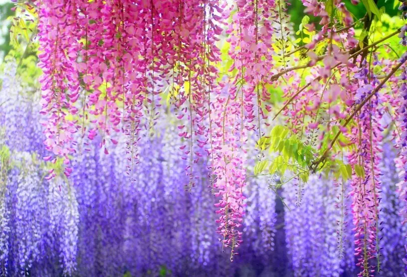 紫藤不開花 紫藤不開花