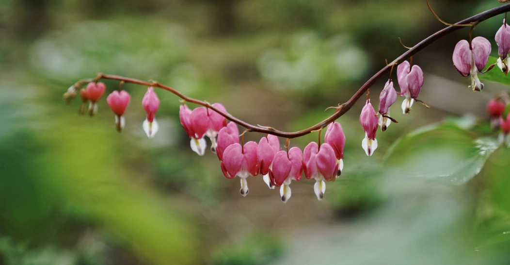 燈籠花不開花 燈籠花不開花