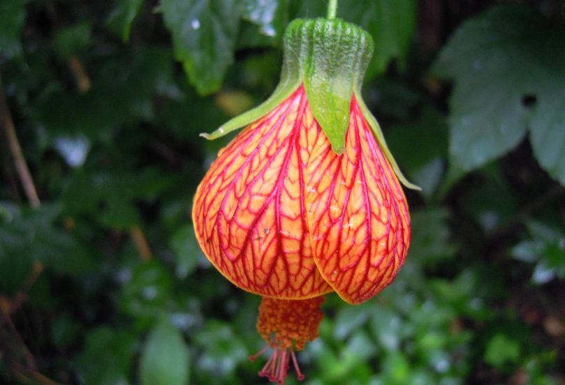 燈籠花花期搞懂這幾件事：幾月開花、掉花苞原因與延長花期技巧