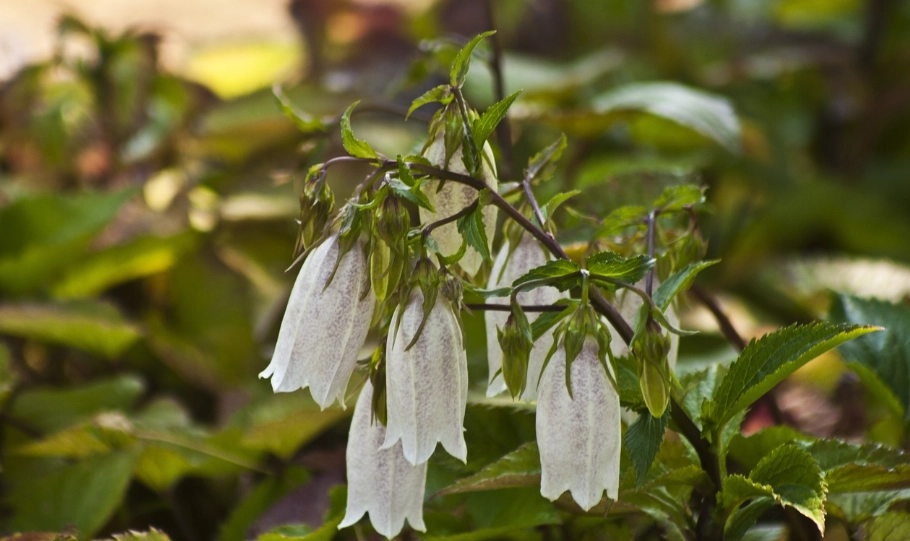 燈籠花不開花 燈籠花不開花