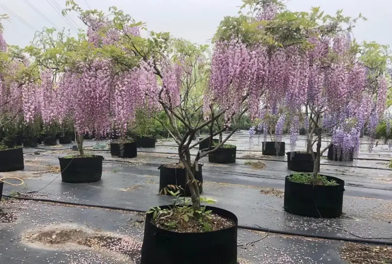 紫藤不開花 紫藤不開花