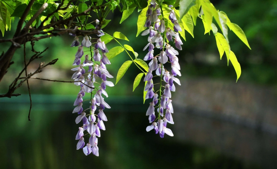 紫藤不開花 紫藤不開花