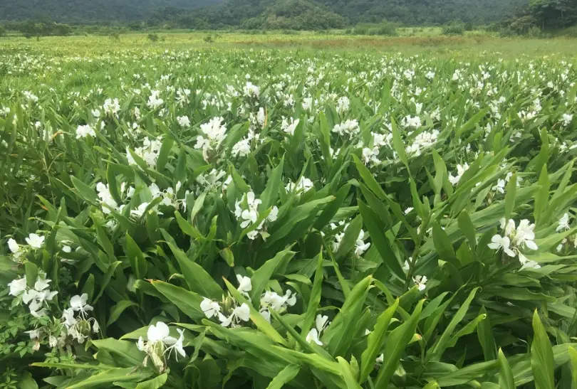 野薑花粽 野薑花粽