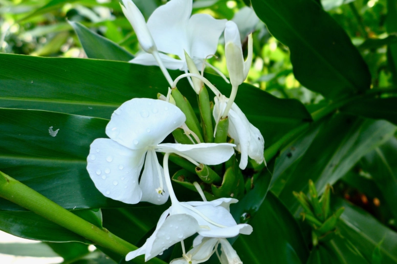 野薑花粽 野薑花粽