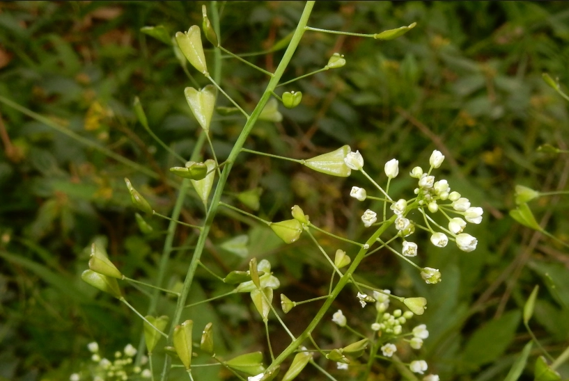 薺菜產季 薺菜產季