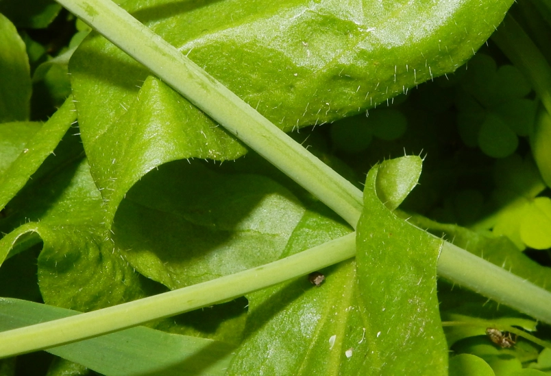 薺菜產季 薺菜產季