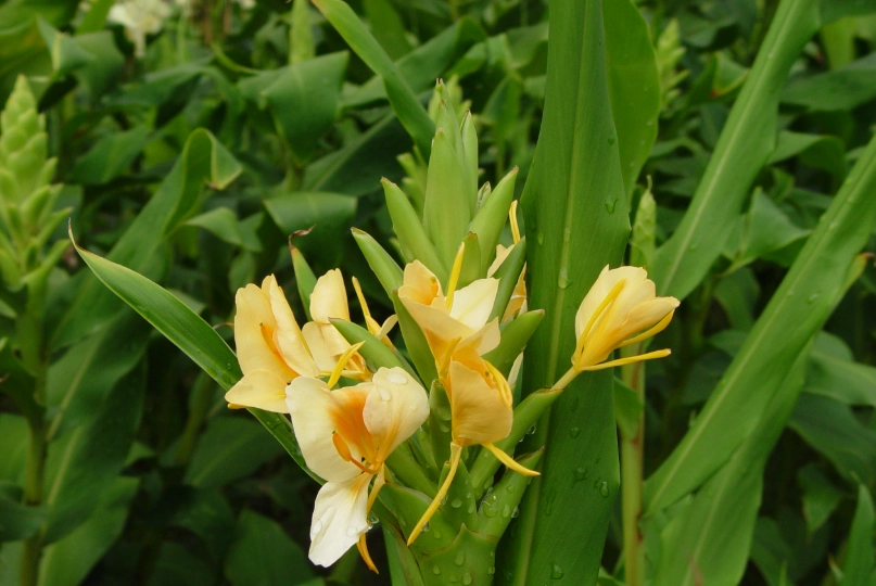 野薑花料理 野薑花料理