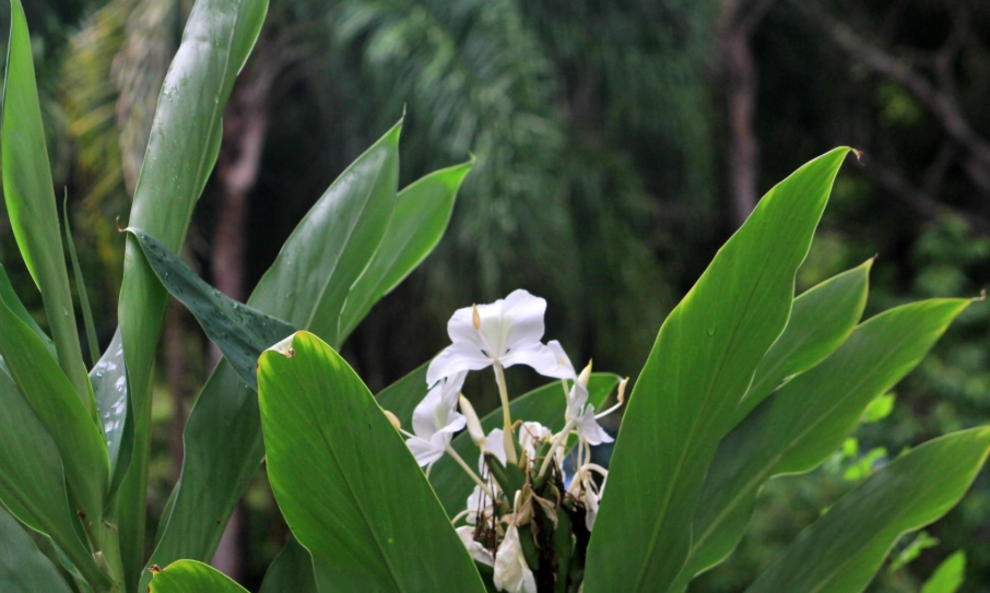 野薑花粽 野薑花粽