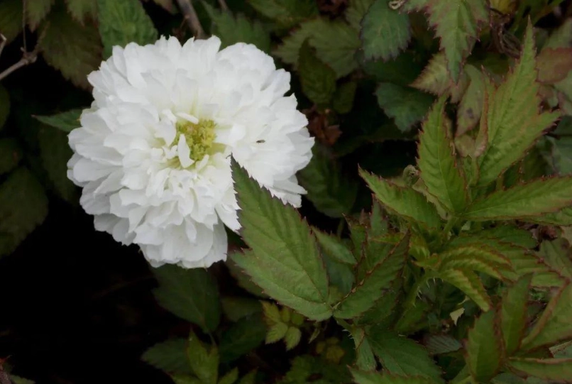 荼蘼花 意思 荼蘼花 意思