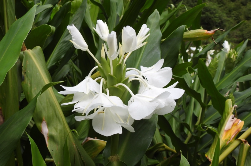 野薑花料理 野薑花料理