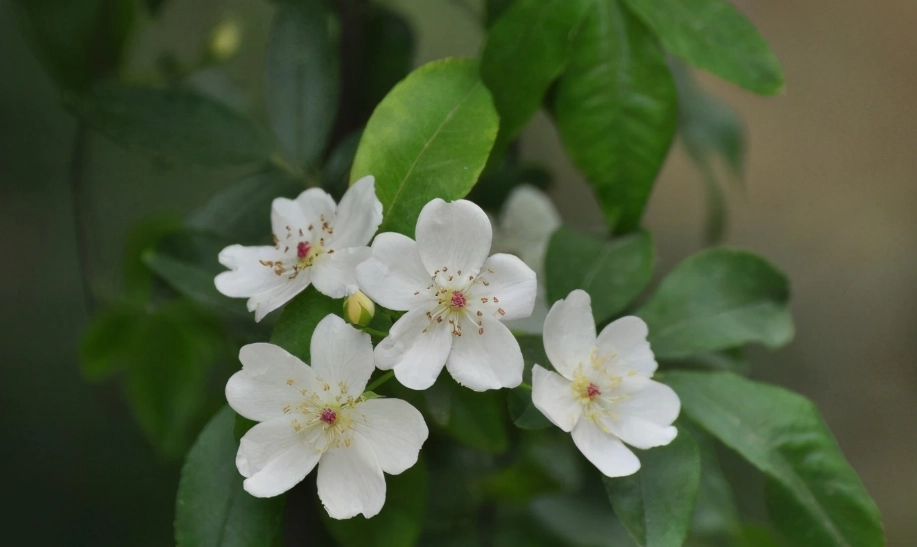荼蘼花 意思 荼蘼花 意思