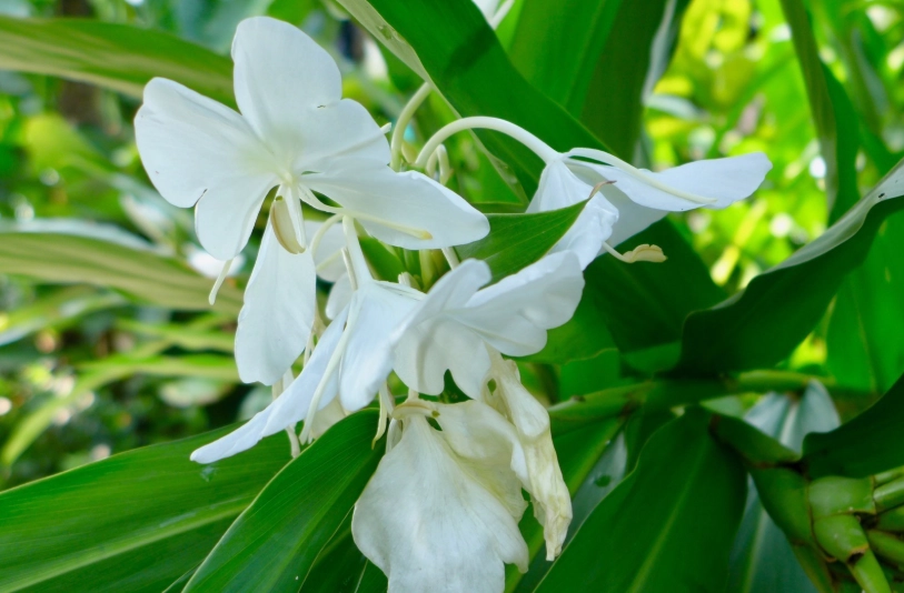 野薑花粽 野薑花粽