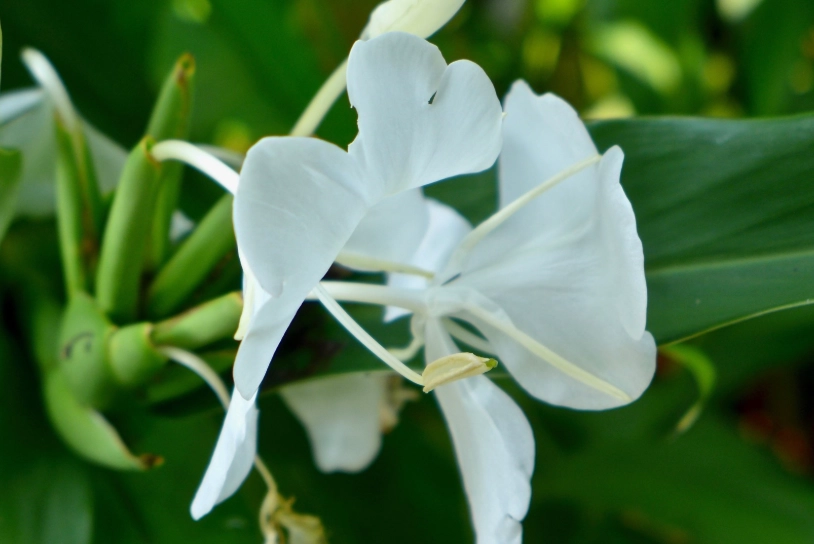 野薑花料理 野薑花料理
