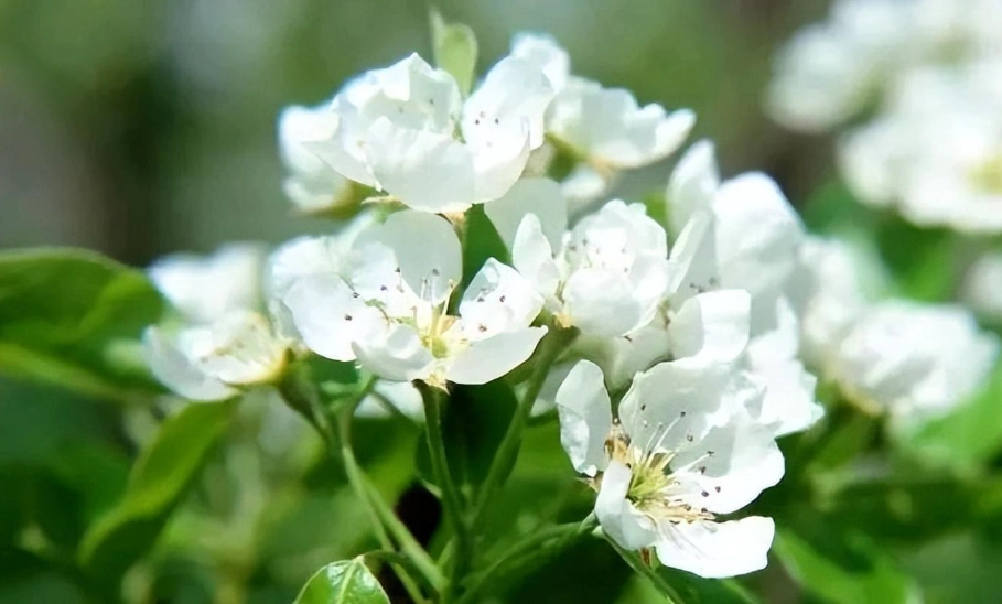 荼蘼 種植 荼蘼 種植