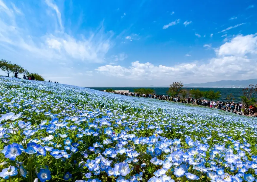 粉蝶花花海 粉蝶花花海