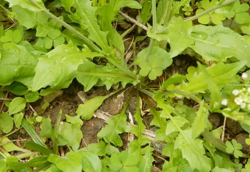 薺菜產季 薺菜產季