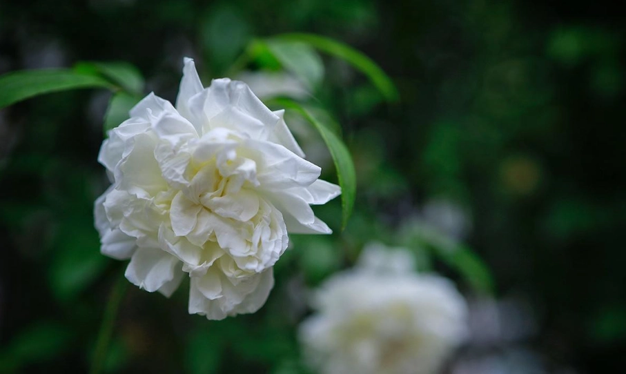 荼蘼花 意思 荼蘼花 意思