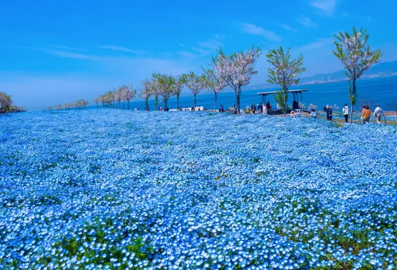 粉蝶花花海 粉蝶花花海