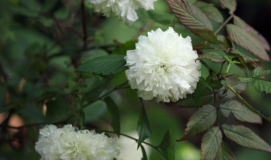荼蘼 種植 荼蘼 種植