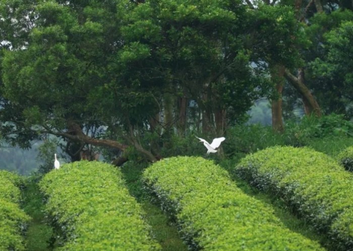三義火車站附近景點