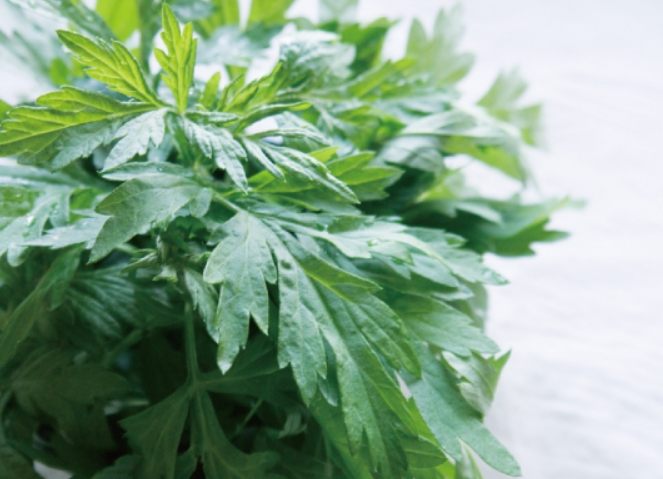 艾草功效與禁忌