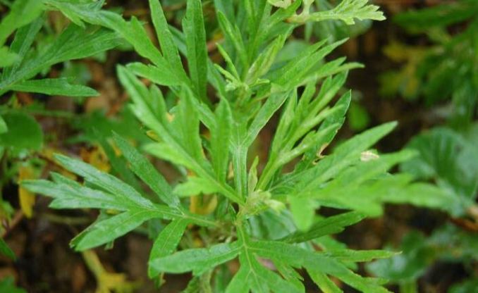 艾草功效與禁忌