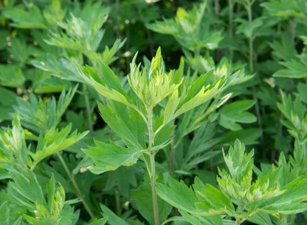 艾草功效與禁忌