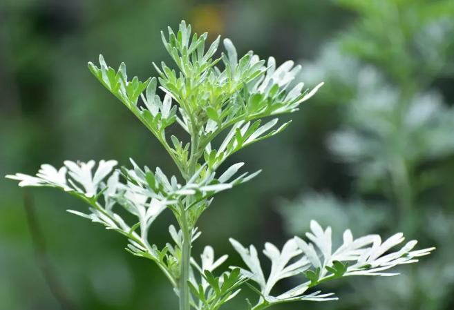 艾草功效與禁忌