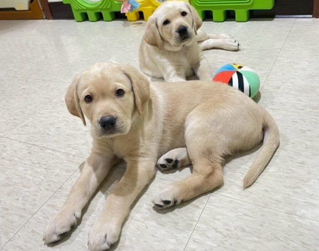 一年期寵物託管