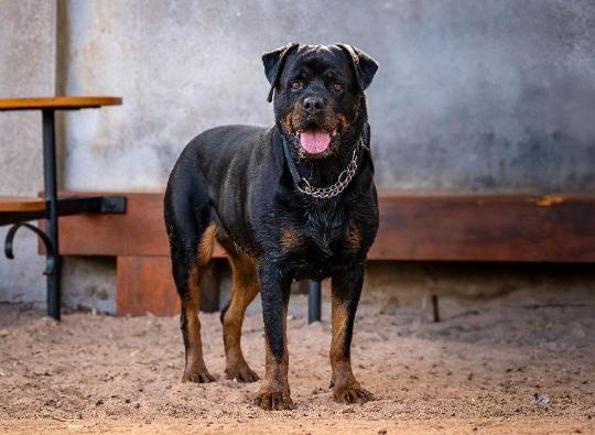 羅威納斷尾利弊