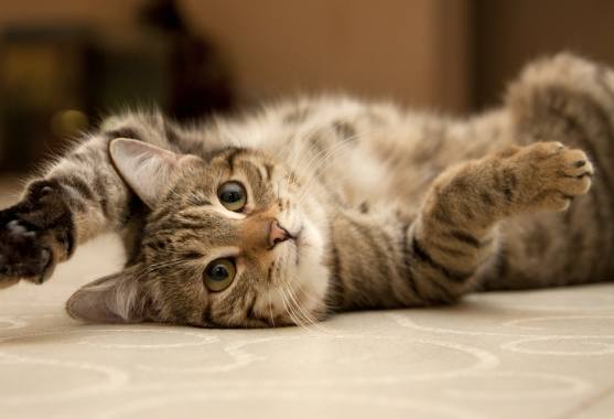 小貓離開母貓時間