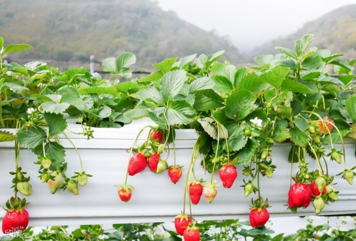 草莓园推荐