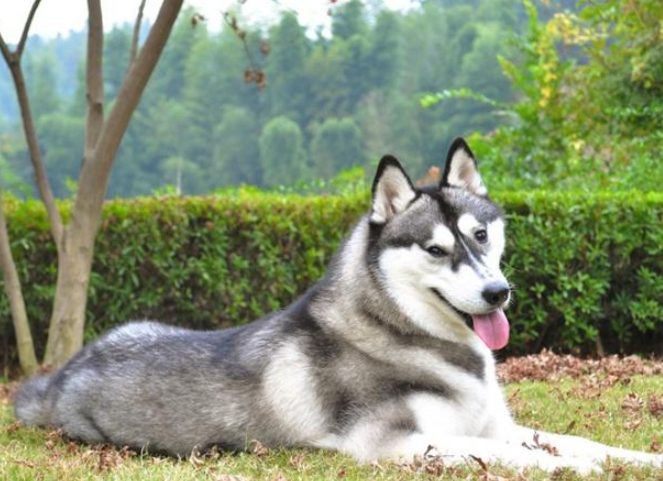 哈士奇饲养难度