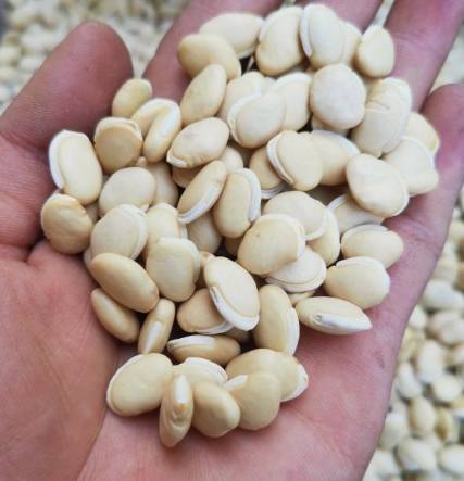 白扁豆眉豆功效