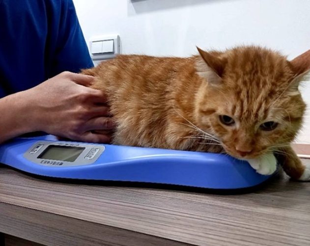 流浪貓健康檢查