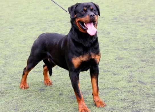 羅威納斷尾法律