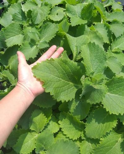 大葉到手香种植