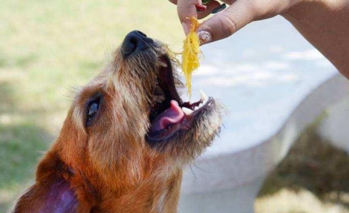 狗吃飯指南