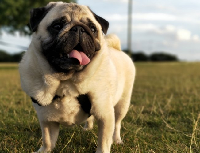 領養巴哥犬注意事項