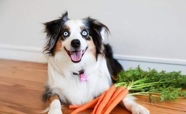 洋蔥對狗的影響