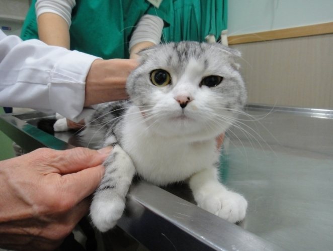 公貓結紮最佳時間